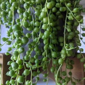 String of Pearls Cutting